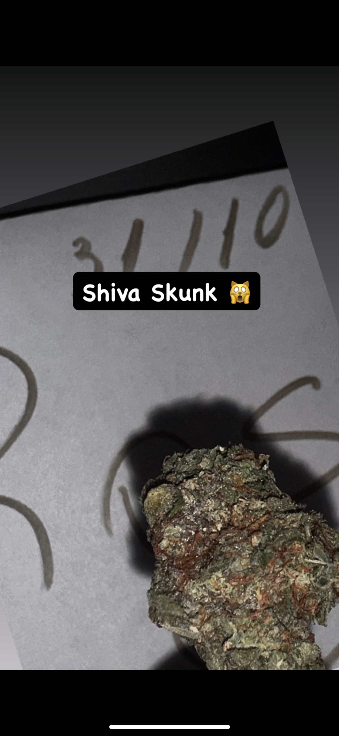 🦨 Shiva Skunk 🦨 